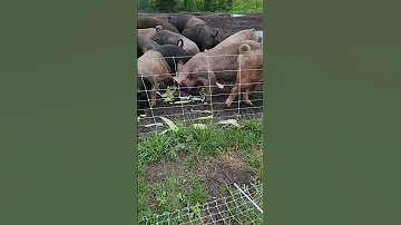 Happypig Viralvideo Https Www Facebook Com Share R 19PTzKwhnS 