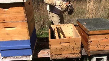 My 6 frame nuc is packed and ready for a 10 frame box!