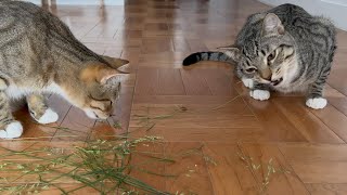 Cats react to fresh grass