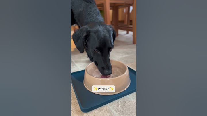 No more messy meal times and moving water bowls! 🐶 #dogs #shorts #petimpact