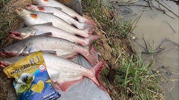 Câu cá tra tại vườn quốc gia tràm chim. #camr1 #camr2 #camr3