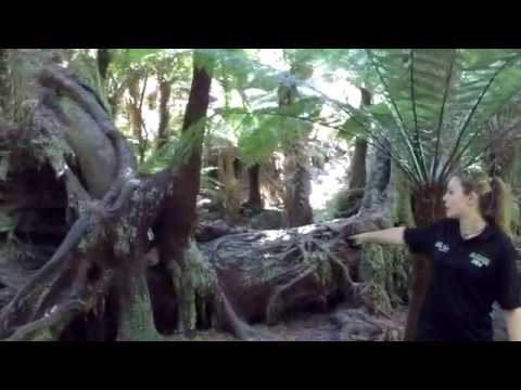 Wideo: Daintree Rainforest: Kompletny przewodnik