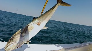 The Technique to Catching Kingfish with Live Bait