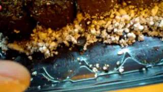 germinating seeds part.1