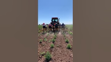 Organic Weeding Machine in Hemp!
