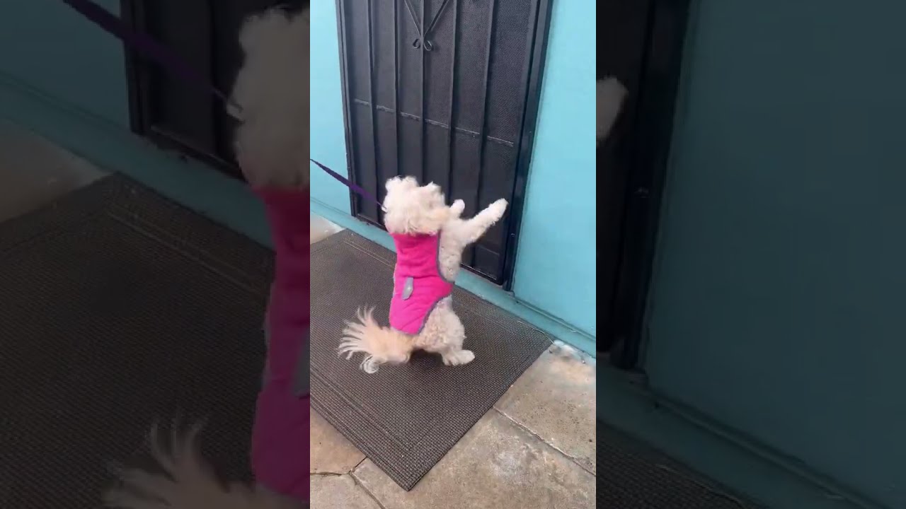 LOST DOG REUNITING WITH HER FAMILY 