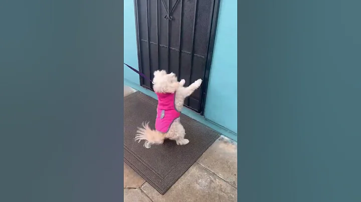LOST DOG REUNITING WITH HER FAMILY😭 - DayDayNews
