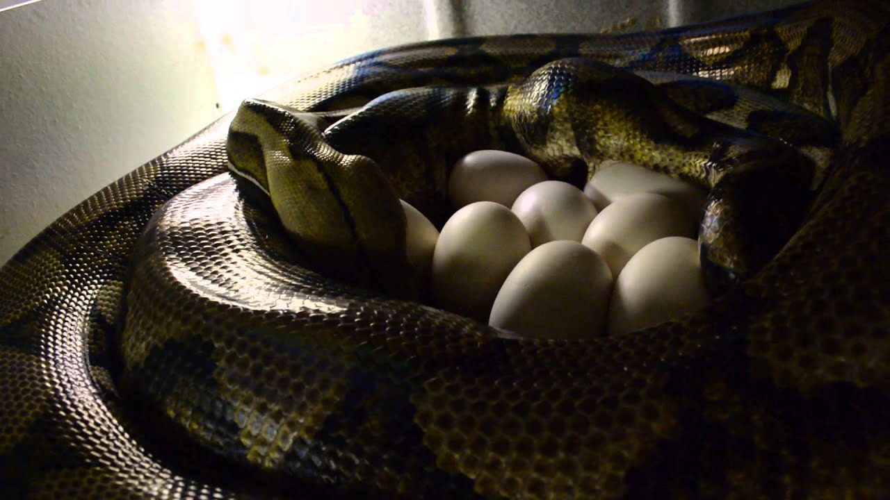video phone beyonce mp3 Amazing Retic Clutch Being laid!!!!