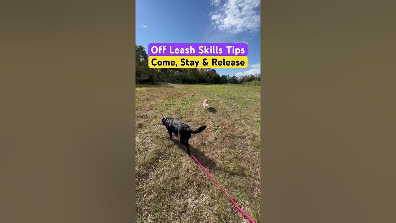 Off Leash Training Skills Dog Training Tips YouTube