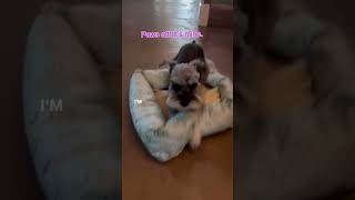 Dogs Determined Quest to Rescue Her Stuck Toy