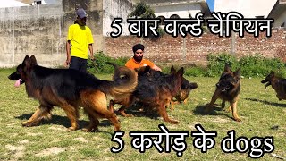 5 करोड़ लगा दिये Long Coat German Shepherd पर बन गया india का no 1 Breeder 😳😳😳😳