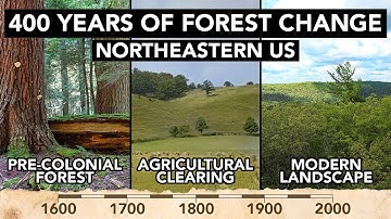 The Forest We Lost — And The One That Came Back