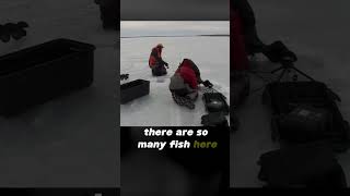 Spawning Burbot