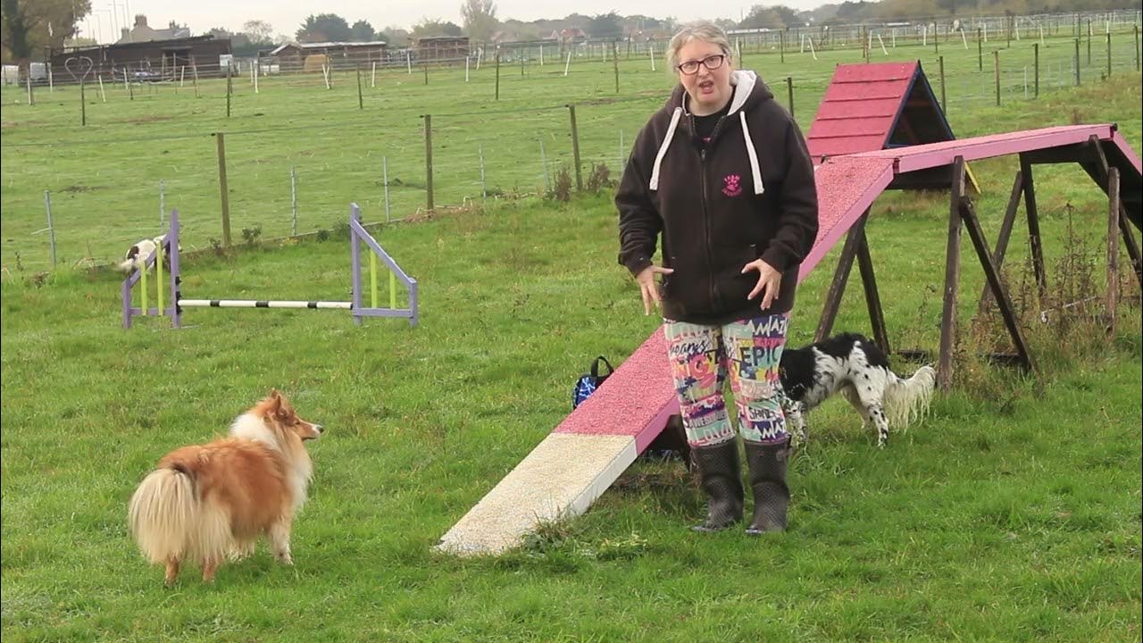 Trouble shooting dog walk running contacts introduction YouTube