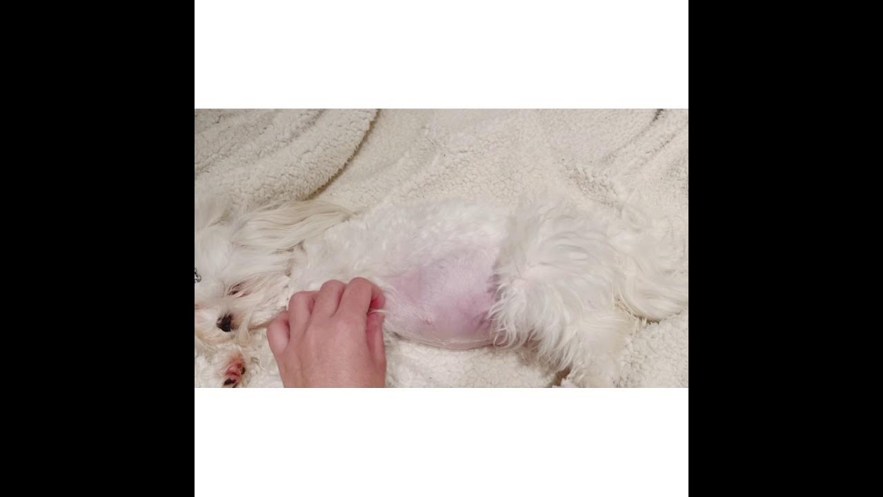 8 week pregnant Maltese update YouTube