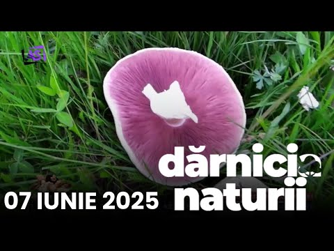 Dărnicia Naturii • A început sezonul ciupercilor! Dărnicia Naturii • A început sezonul ciupercilor!