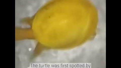 Phát hiện rùa vàng cực hiếm, lạ ở Ấn Độ