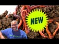 How Do I Prepare FRESH Worm Bedding For Red Wigglers