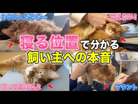 【保存版】猫の寝る位置でわかる飼い主への本音8選
