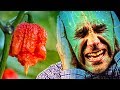 PAYING PEOPLE TO EAT A CAROLINA REAPER LIVE IN LAS VEGAS | WORLD'S HOTTEST PEPPER!