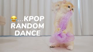 😂KPOP Random Dance By Kitten Mustard and Plastic Bag by Lucky Paws 3,574 views 6 months ago 1 minute, 38 seconds