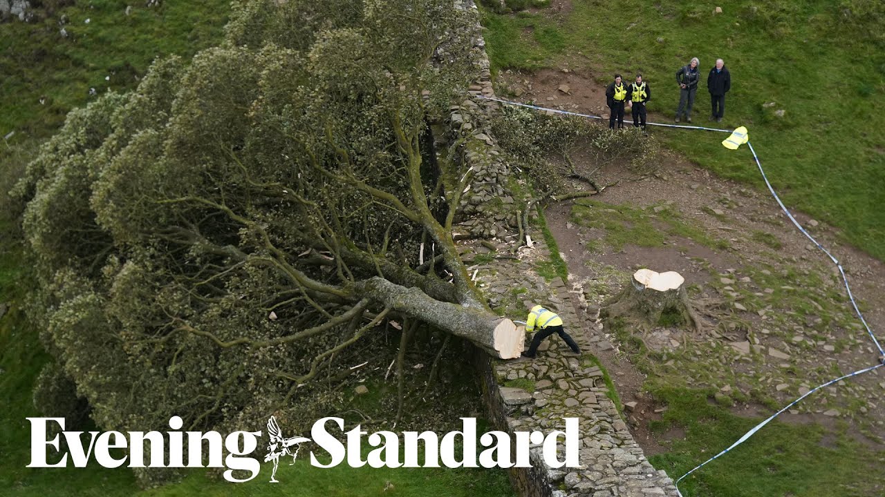 Famous Northumberland Sycamore Gap tree ‘deliberately felled’