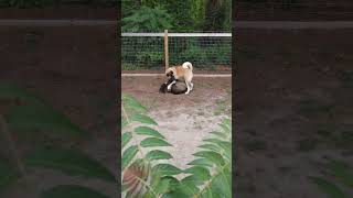 Survival mode, 5 Month old Akita  puppy and  2year old Akita