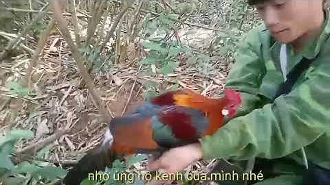 bẫy gà rừng mới nhất cuab qaib qus tuaj zoo heev tso maiv camera tsis yeej mag lawm