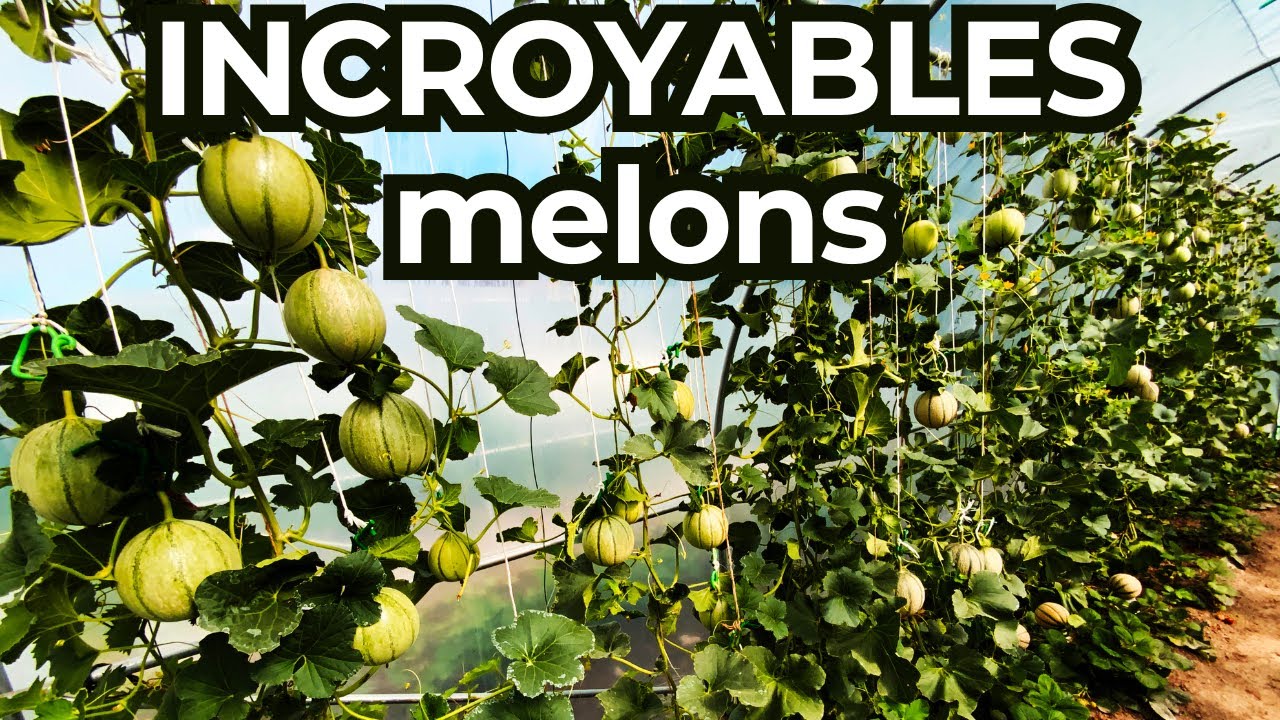 Réussir la culture du melon : 70 melons sur 8 mètres, conseils pour melon charentais et plus !