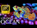 Les couleurs de locan 8k ultra  les meilleurs animaux marins 8k musique apaisante