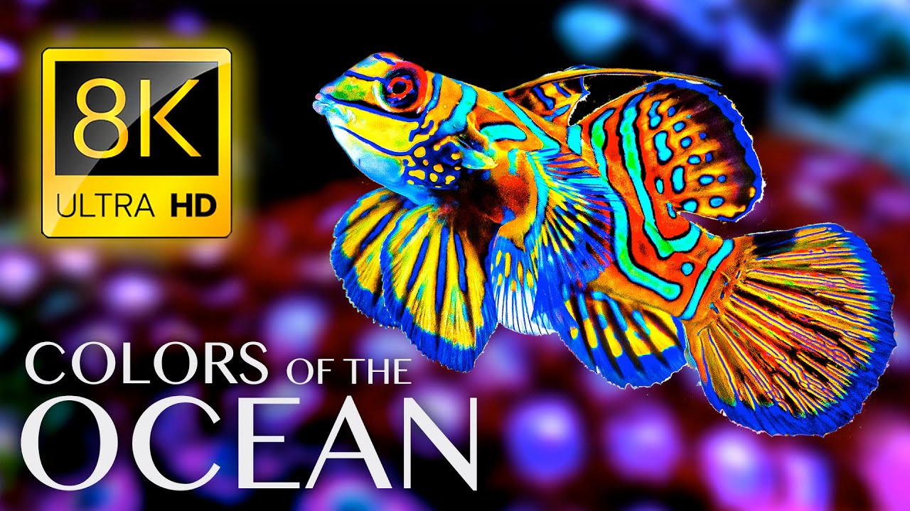 The Colors of the Ocean 8K ULTRA HD   The Best 8K Sea Animals for Relaxation  Calming Music