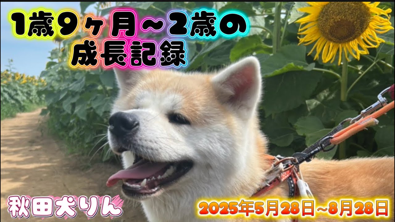 【成長記録】秋田犬りん🐶1歳9ヶ月～2歳❤️