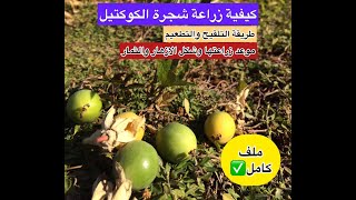 كيفية زراعة شجرة الكوكتيل في المنزل - زهرة الكوكتيل #زهرة_الساعة #زهرة_الحب #فاكهة_الكوكتيل