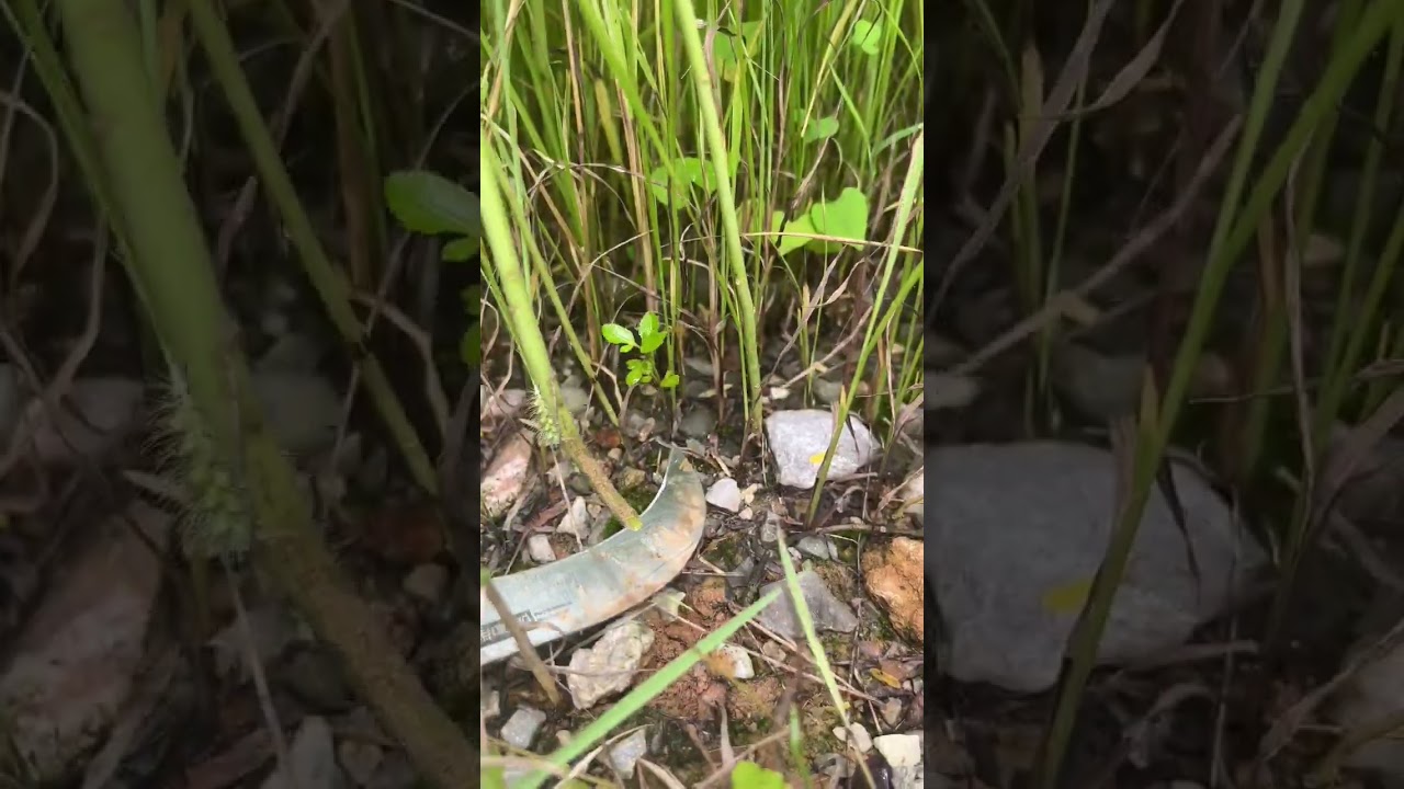 cutting grass in the farm #shorts #farming #satisfying #garden