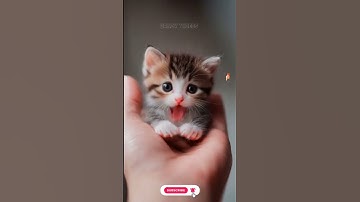 Thumbnail of Cutie 🥰 Kitten 😺 Singing apt apt Song lyrics #apt #cat #catsinging #viralshorts #roseapt