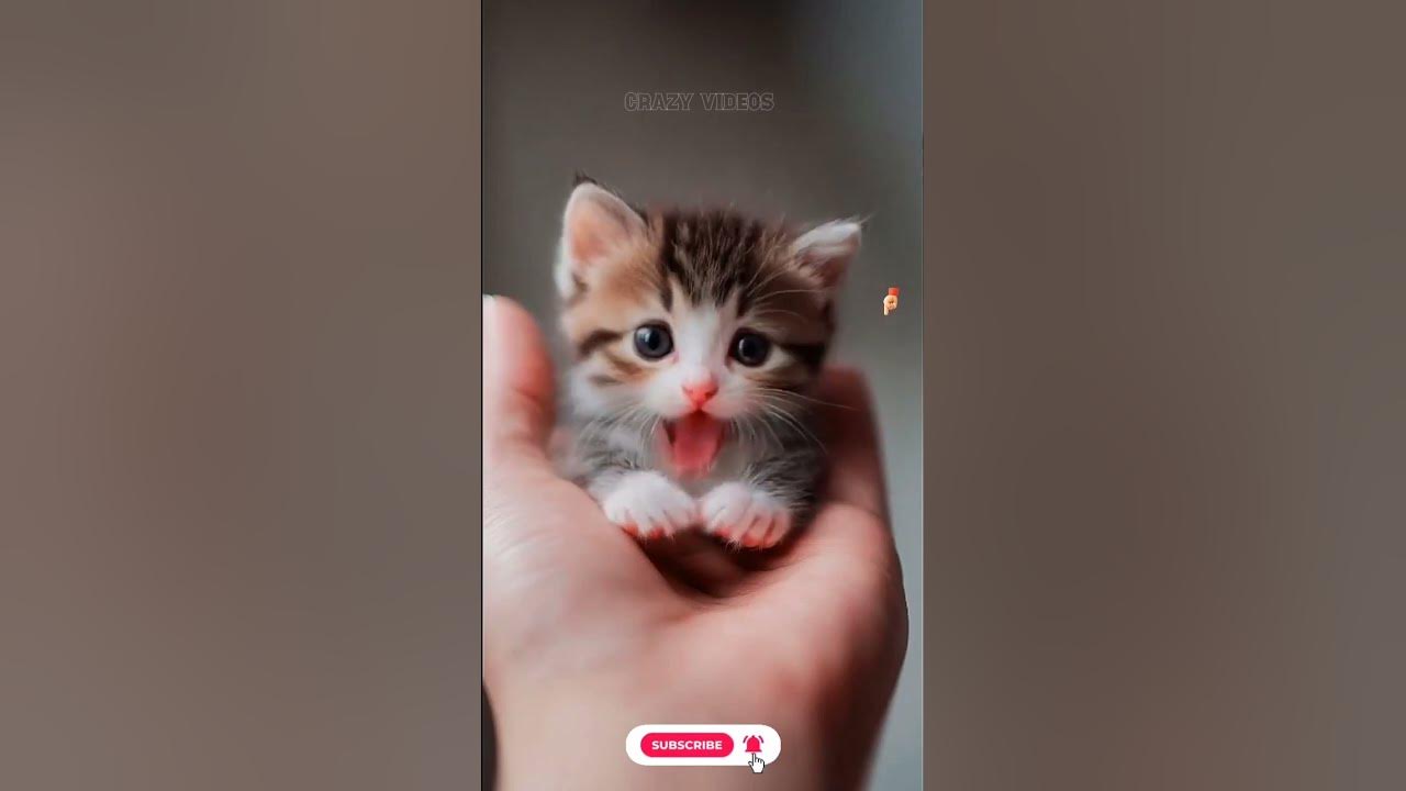 Cutie 🥰 Kitten 😺 Singing apt apt Song lyrics #apt #cat #catsinging #viralshorts #roseapt