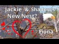 Fiona  stick time  are jackie  shadow building a new nest birds of interest 15th18th may