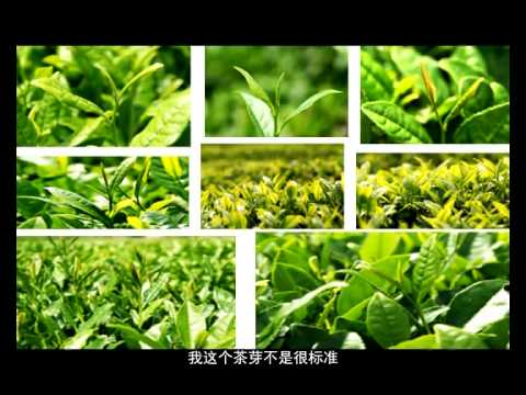 浙江大学：茶文化与茶健康 第1讲 茶和茶的起源