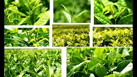 浙江大學：茶文化與茶健康 第1講 茶和茶的起源 - 天天要聞