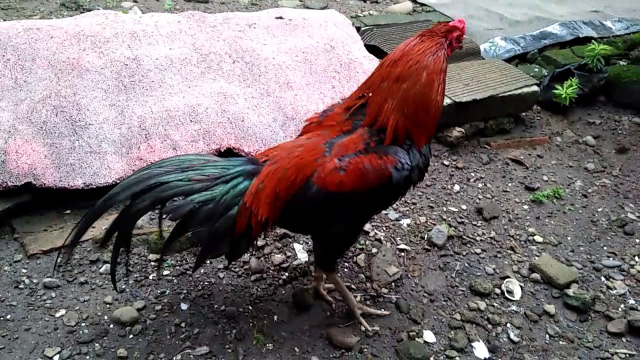 Indahnya warnanya - YouTube