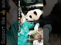 Panda Enjoying Fun Time with Trainer 🐼😂 | Cutest Panda Moments Ever #shorts