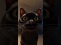 Coisas Estranhas Que Gatos Fazem #2 (Você Nunca Reparou Nisso 😳)