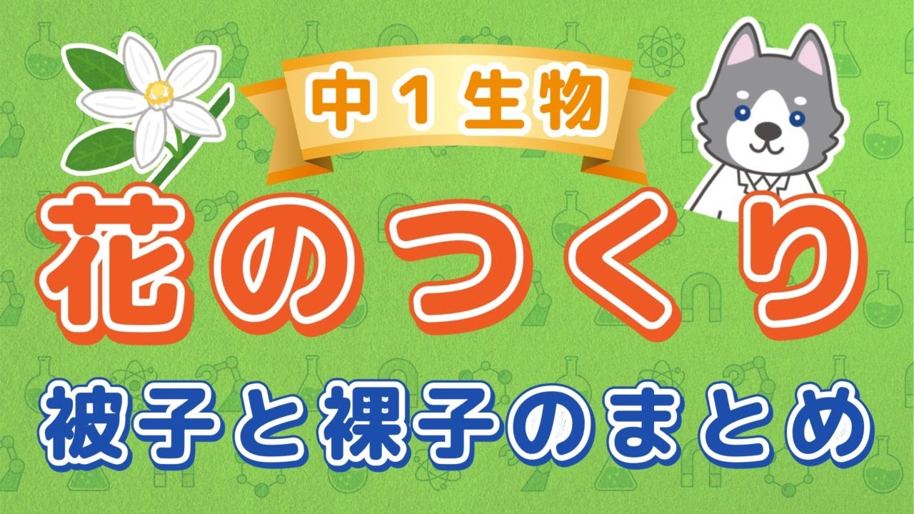 中1理科『花のつくり』＊被子植物と裸子植物
