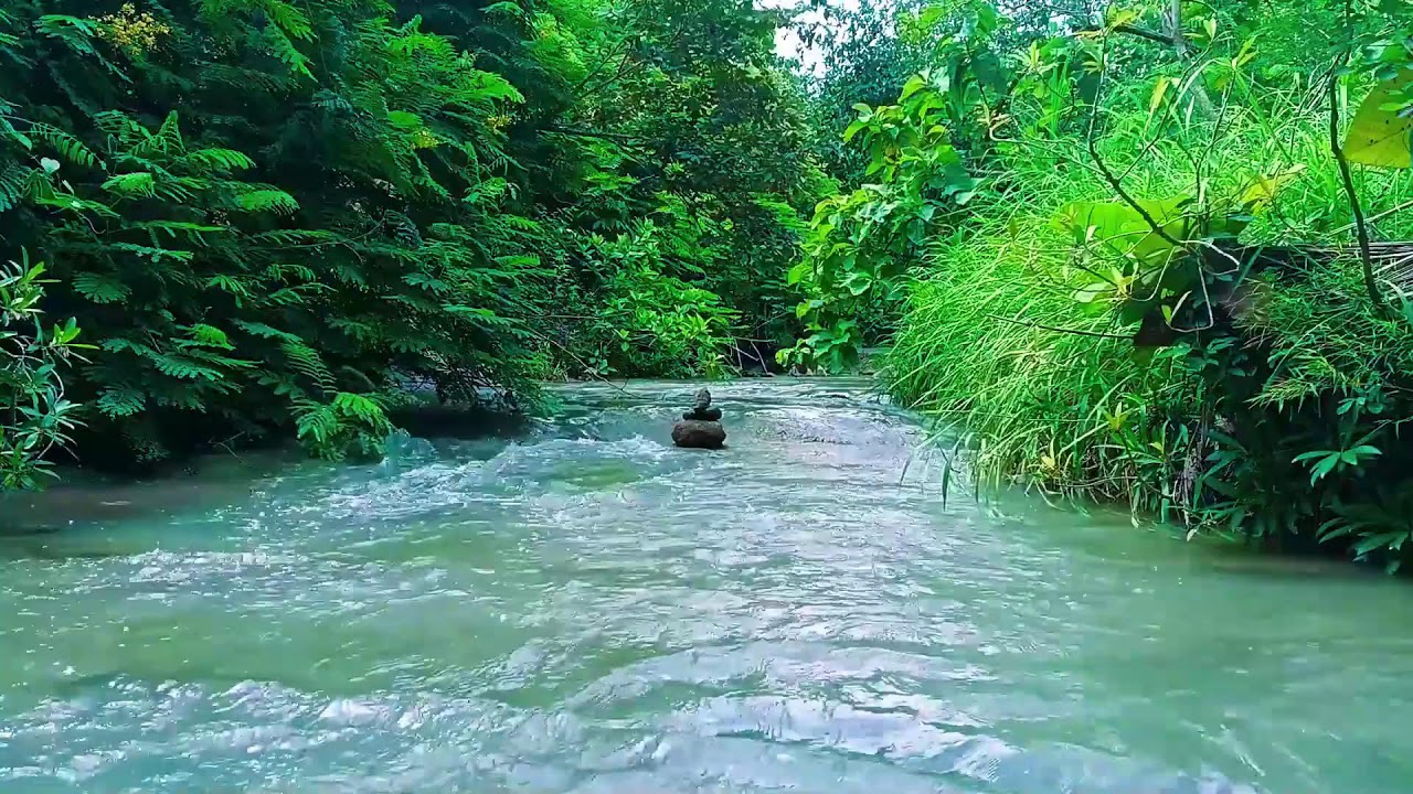 Peaceful Forest River Stream | 24/7 ASMR Nature Sounds for Sleep & Focus