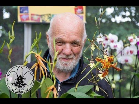 Video: Come Salvare La Phalaenopsis