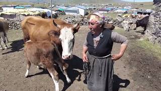 Nahide YAMEN - Bir Yayla Hikayesi