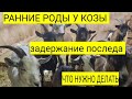 Задержка последа у козы , что мы делаем