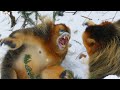 Snow Monkey Families In Battle | Seven Worlds, One Planet | BBC Earth