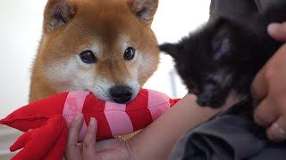 Shiba Inu Hachi is rejected by a kitten... This is what happens. .