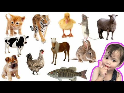 Engleski Jezik - učimo životinje | English animals | Filipinka u Bosni uči Bosanski Jezik